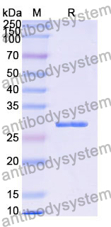 Recombinant Human ADGRG3 Protein, N-His