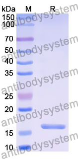 Recombinant Human MSRB3 Protein, N-His