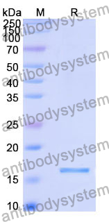 Recombinant Human EIF1AD Protein, N-His
