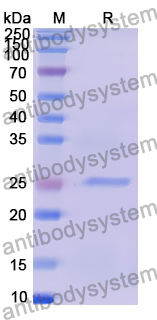 Recombinant Human DNAJB3 Protein, N-His-SUMO