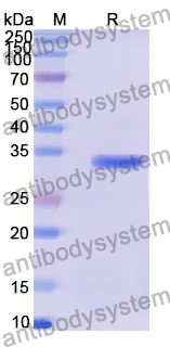 Recombinant Human RUBCN Protein, N-His