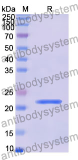 Recombinant Human CELF1 Protein, N-His
