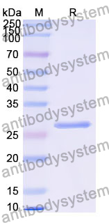 Recombinant Human E2F7 Protein, N-His