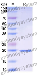 Recombinant Human SH3KBP1 Protein, N-His-SUMO