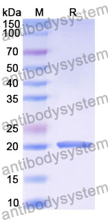 Recombinant Human ENTR1 Protein, N-His-SUMO