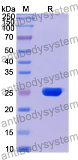 Recombinant Human MALSU1 Protein, N-His-SUMO