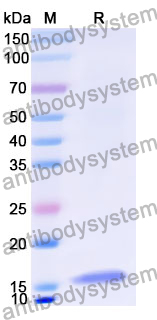 Recombinant Human MRPL48 Protein, N-His