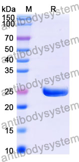 Recombinant Human MYCBP Protein, N-His-SUMO & C-Strep