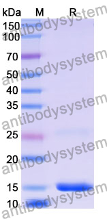 Recombinant Human RNF2 Protein, N-His