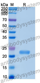 Recombinant Human ATP13A1 Protein, N-His