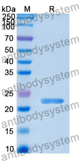 Recombinant Human ANO2 Protein, N-His