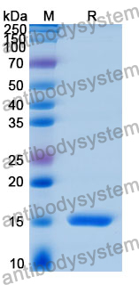 Recombinant Human CNOT2 Protein, N-His