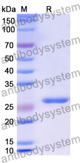 Recombinant Human AKAP8L Protein, N-His