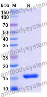 Recombinant Human POFUT2 Protein, N-His