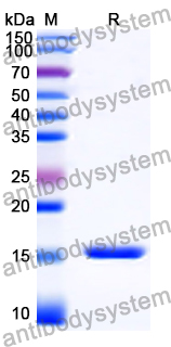 Recombinant Human SYNGAP1 Protein, N-His
