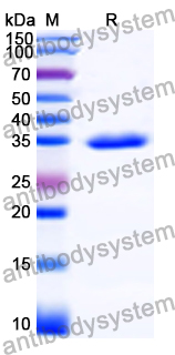 Recombinant Human HERC4 Protein, N-His-SUMO