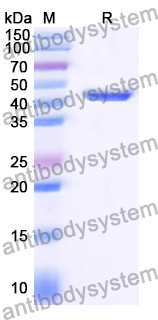 Recombinant Human ALKBH5 Protein, N-His
