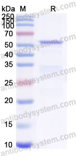 Recombinant Human HECTD3 Protein, N-His