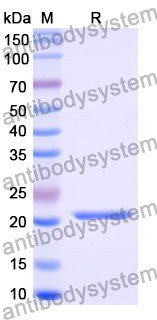 Recombinant Mouse CCL22 Protein, N-His-SUMO