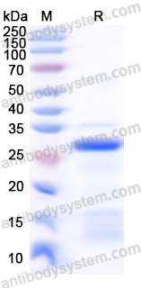 Recombinant Mouse WNT9B Protein, N-His