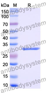 Recombinant Mouse CD283/TLR3 Protein, N-His