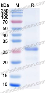 Recombinant Mouse FZD7 Protein, N-His-SUMO