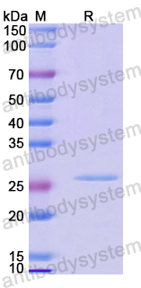 Recombinant Mouse CD275/ICOSLG Protein, N-His