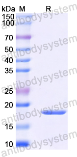 Recombinant Mouse PGLYRP1 Protein, N-His