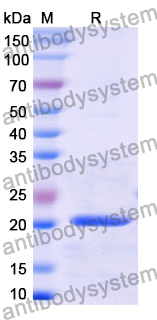 Recombinant Mouse CREG1 Protein, N-His
