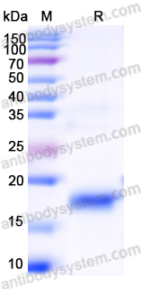 Recombinant Mouse STC2 Protein, N-His