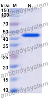 Recombinant Mouse CD160 Protein, N-GST & C-His