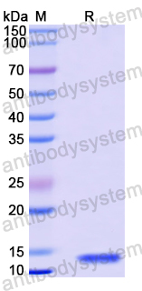 Recombinant Mouse CST3 Protein, N-His