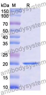 Recombinant Mouse TGFB1/TGF-beta-1 Protein, N-His