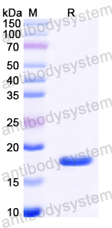 Recombinant Mouse LTA/TNF-beta Protein, N-His