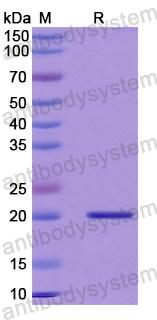 Recombinant Mouse IL1A/IL1F1 Protein, N-His