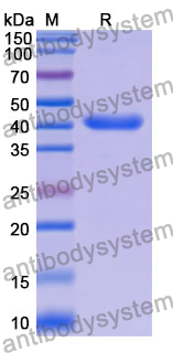 Recombinant Mouse CD8A Protein, N-GST & C-His