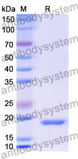 Recombinant Mouse PF4/CXCL4 Protein, N-His-SUMO