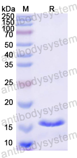 Recombinant Mouse CSF2/GM-CSF Protein, N-His