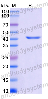 Recombinant Mouse CD90/THY1 Protein, N-GST & C-His