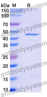 Recombinant Mouse TP53/p53 Protein, N-His
