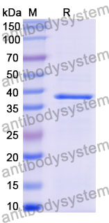 Recombinant Mouse RLN1 Protein, N-GST & C-His