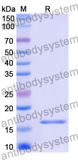 Recombinant Mouse LGALS2 Protein, N-His