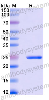 Recombinant Mouse IL6 Protein, C-Strep