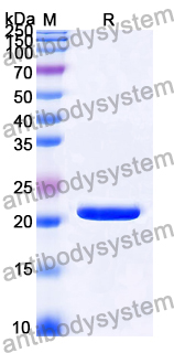 Recombinant Mouse CLEC3B Protein, N-His