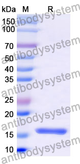 Recombinant Mouse CD23/FCER2 Protein, N-His