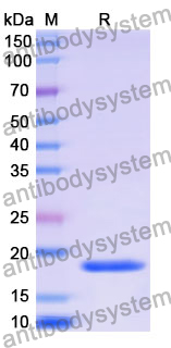 Recombinant Mouse ASGR1 Protein, N-His