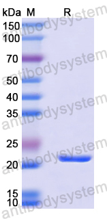 Recombinant Mouse CD115/CSF1R Protein, N-His