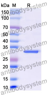 Recombinant Mouse CD55 Protein, N-His