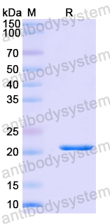 Recombinant Mouse CD16a/FCGR3A/Fcgr4 Protein, N-His