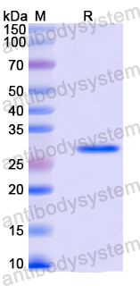 Recombinant Mouse FGF2/bFGF Protein, C-His